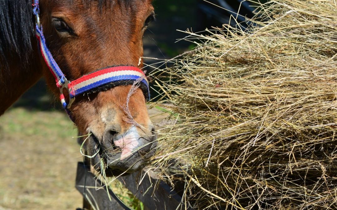 Como alimentar a tu caballo