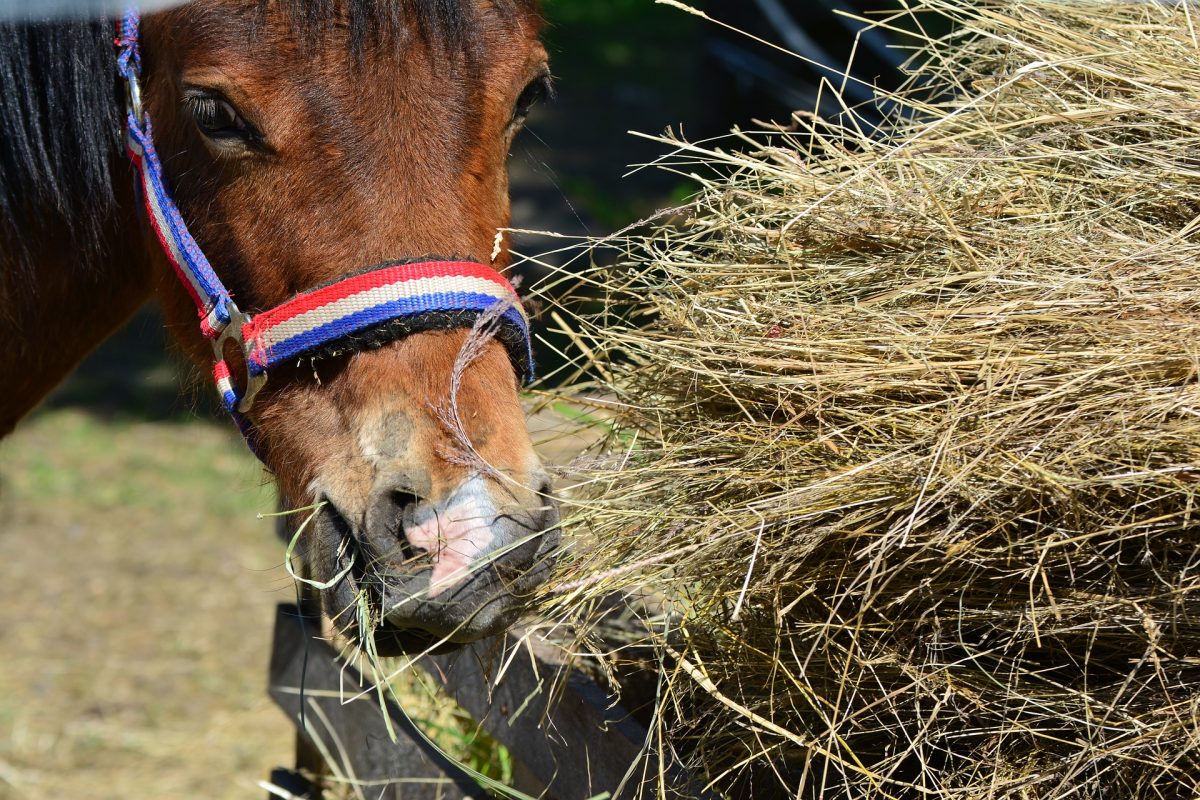 Como alimentar a tu caballo - Equo