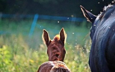 Como proteger a tu caballo de los insectos