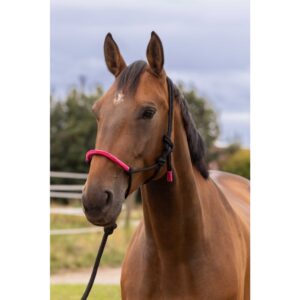 CABESTRO ETOLÓGICO NORTON + LÍNEA DE CUERDA