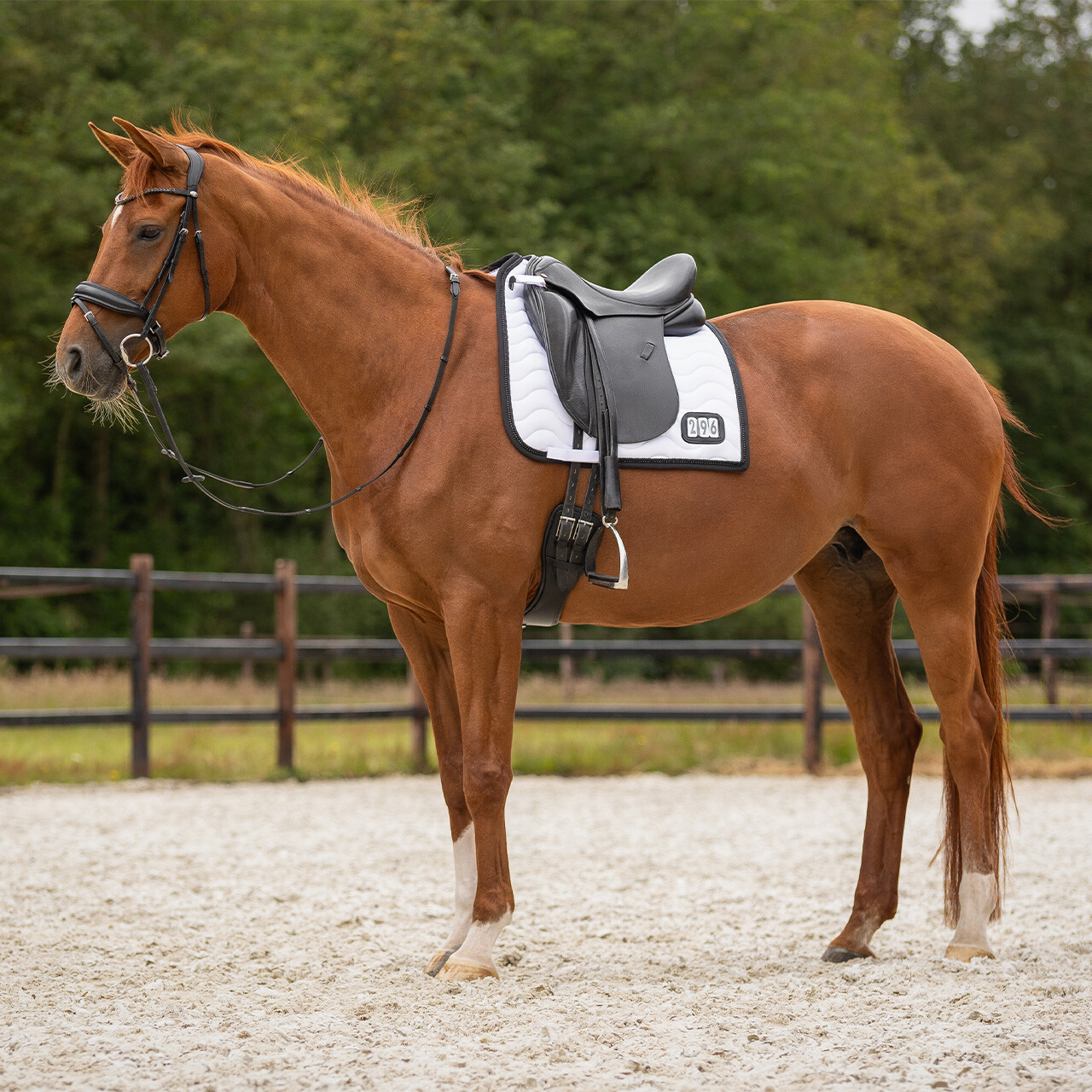 SADDLE PAD DRESSAGE NUMBER - Imagen 3